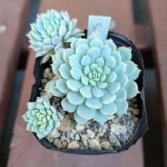 ちょこん⑧　ミックスベリア　おらいさん　多肉植物のサムネイル