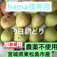 hama様専用 いちじくのサムネイル