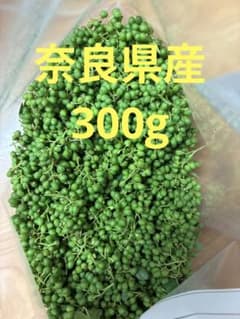 本日採れたて　山椒　山椒の実　300gのサムネイル