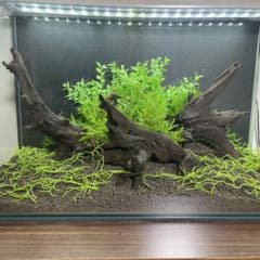 天然流木333 アク抜き処理済み　沈水処理済み　ビオトープ　水槽レイアウト アクアリウム用 流木 アク抜き済み 複数セット 沈水状態で発送致します