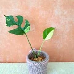 ♡ラフィドフォラ テトラスペルマ パラゴン 斑入り‪♡ ヒメモンステラ‬