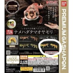いきもの大図鑑アドバンス ナメハダタマオヤモリ アルビノピルバラのサムネイル
