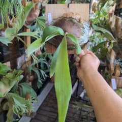 ビカクシダ 欲張り3点セット 早いもの勝ち - メルカリ