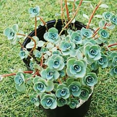 赤葉カラフトミセバヤ  多肉植物のサムネイル