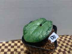 斑入り カンアオイ タマノカンアオイ 銀鈴(ぎんれい) - メルカリ