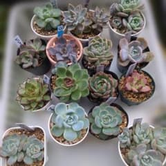 エケベリア15鉢セット多肉植物のサムネイル