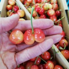 4.야마가타현산 체리 사토 니시키 번역 있어 사이즈 혼합 1kg