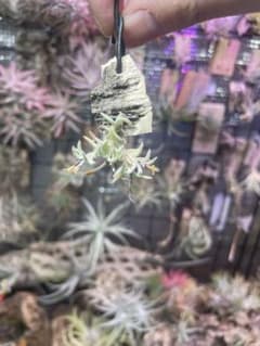 Tillandsia capillarisのサムネイル