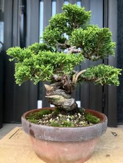 ◉糸魚川真柏 究極の逸品 力強い捻転幹とジンが超魅力！ 展示会等で