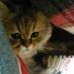 たまちゃんさま専用のサムネイル