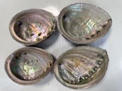 あわび　貝殻　セットのサムネイル