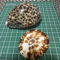美品　ホシダカラ マツカサガイ 貝殻 標本 2点セット　貝　タカラガイ　宝貝のサムネイル