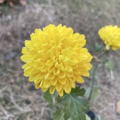 黄色の菊苗 菊苗 - メルカリ