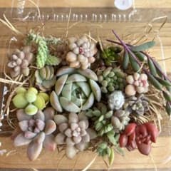 多肉植物 詰め合わせ 多肉植物カット 多肉弁当 3のサムネイル