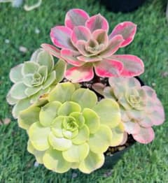 セール 多肉植物 アエオニウム 錦 斑入り 4苗4種 根 名前 付き発送