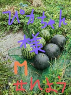 尾花沢スイカぴカちゃん様専用のサムネイル