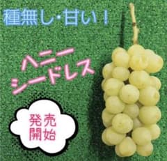 種無し！ハニーシードレス3kgぶどう詰め合わせのサムネイル