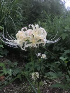 彼岸花　球根　赤10球 白1球のサムネイル