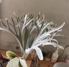 P.willinckii moonlight 胞子②のサムネイル
