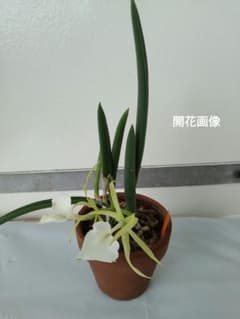 洋蘭 B.litter stars ブラサボラ属リトルスターズ 株のみのサムネイル