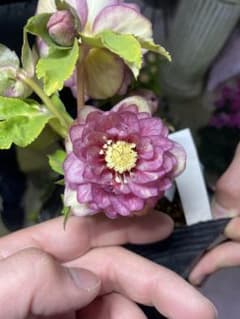 加藤農園 コールドフラッシュ交配 クリスマスローズ - メルカリ