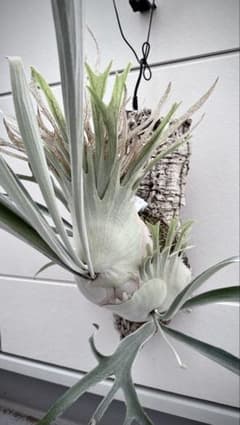 【KoliKoli　veitchii vp#16 月光爪哇　セット m34072699631_1.jpg?1743895731