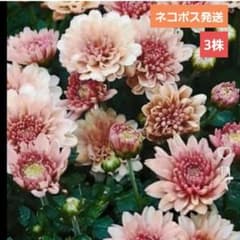 菊苗　ガーデンマム　スプレー菊 抜き苗3株セット　宿根草のサムネイル