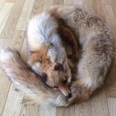 リアル フォックス マフラーのサムネイル
