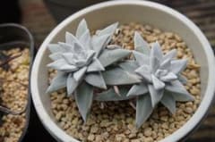 ダドレア　グリーニー 多肉植物のサムネイル