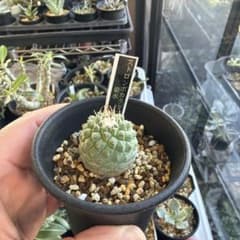多肉植物 サボテン 菊水 実生株 ポットごと発送 - メルカリ