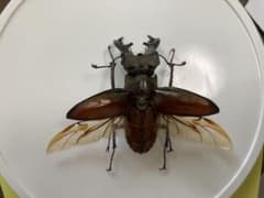 ミヤマクワガタ 標本①のサムネイル