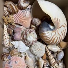 天然貝殻セットのサムネイル