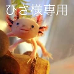 専用ですのサムネイル