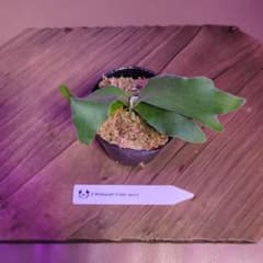 数量限定】P.Willinckii 'Calm' spore/ビカクシダ - メルカリ