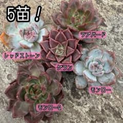 ☆ゆうパケットポスト発送☆多肉植物 エケベリア ＊5苗セット＊のサムネイル