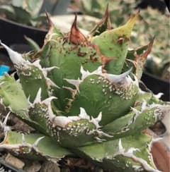 現在子株3か4つ付き チタノタ「異常子吹き白豪棘」超貴重株 h3263多肉植物 アガベ チタノタ 白豪刺 狂棘 超絶鋸歯 超優良血統子株