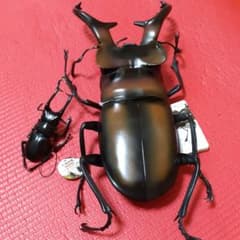 クワガタ フィギュアのサムネイル