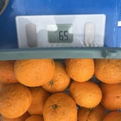 愛知県産　無農薬多分甘夏？6kg強　ほぼ送料だけのサムネイル