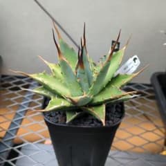 m34159084704_1.jpg?1755520307