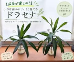 ドラセナ 2苗セット 水耕栽培 発根済み 観葉植物のサムネイル