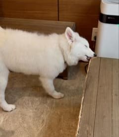 お使いのサムネイル