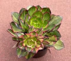 多肉植物 彩蝶錦 カット苗 発根中 - メルカリ