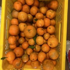 奄美大島のタンカンのサムネイル