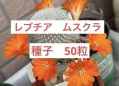 サボテン レブチア ムスクラ 種 50粒 - メルカリ