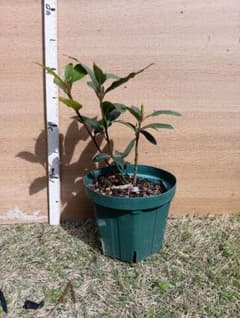 月桂樹の苗木のサムネイル
