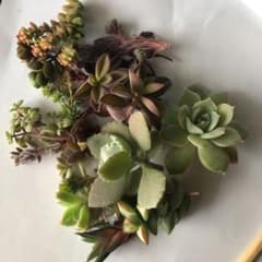多肉植物セダム属のサムネイル