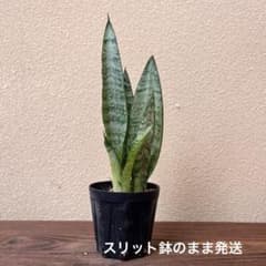 観葉植物 サンスベリア ゼラニカ 虎の尾 トラノオ ミニ苗 4苗植え 1鉢