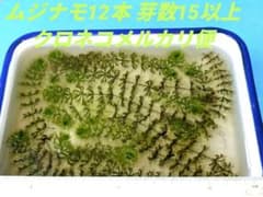 ムジナモ12本 総頂芽数=芽数15以上 水生食虫植物 メルカリ便 匿名配送のサムネイル