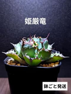 写真現品】アガベ チタノタ 姫厳竜 ☆有望株（安心の鉢ごと発送）①