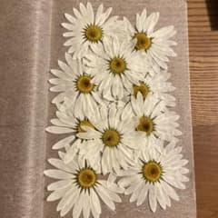 直径6センチ 押し花 デイジー 約10枚セットのサムネイル